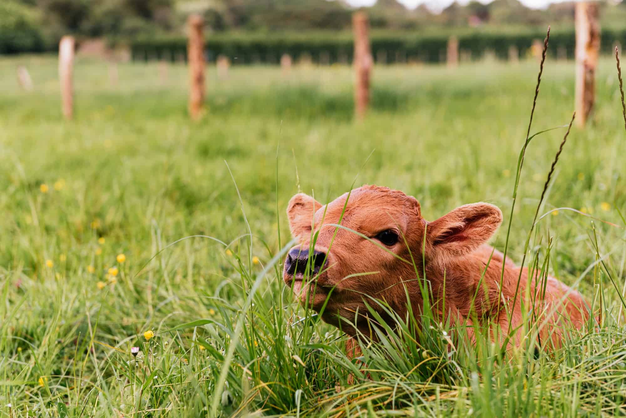 newborn calf lying in the field